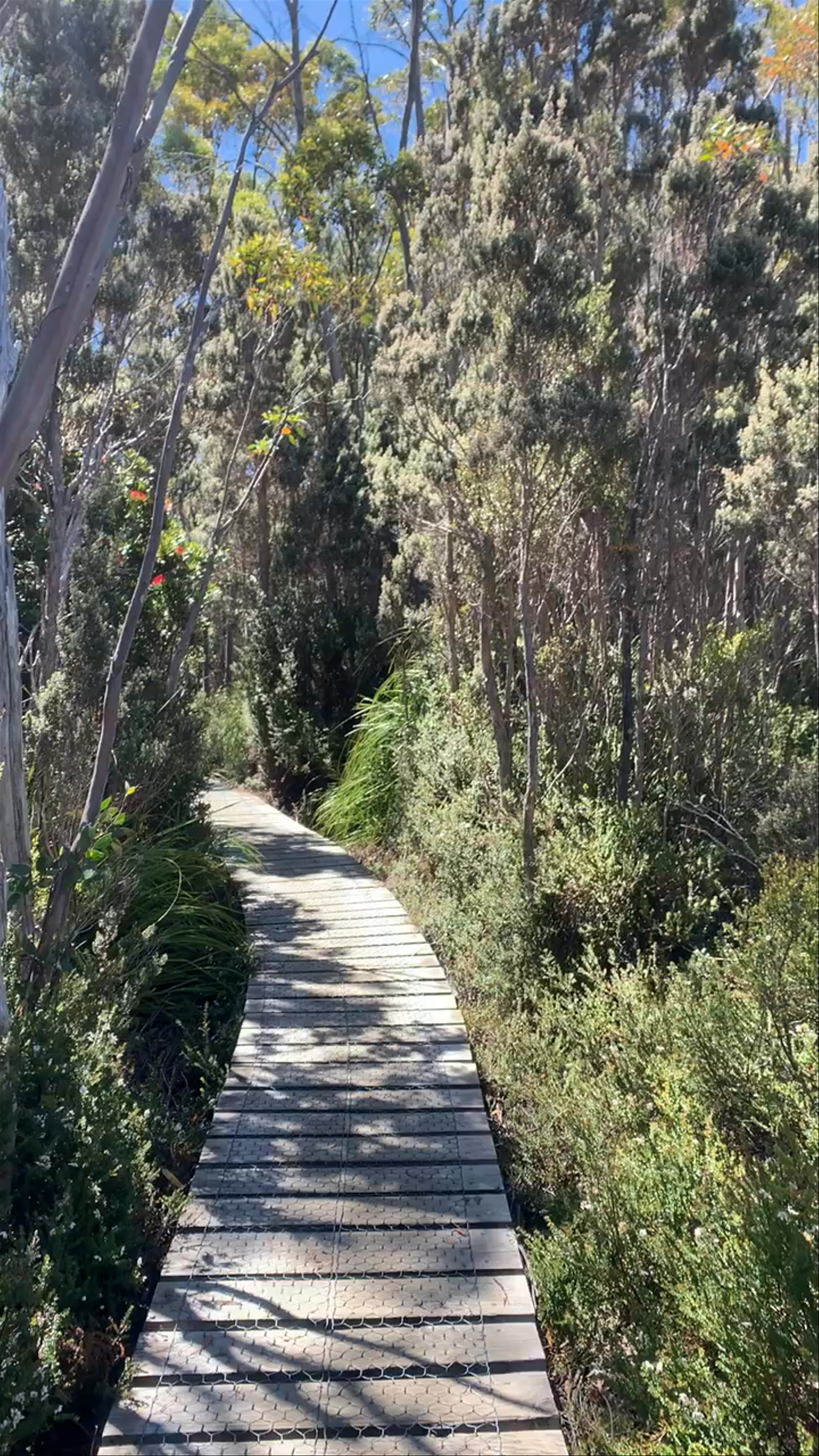 Hartz Mountains National Park