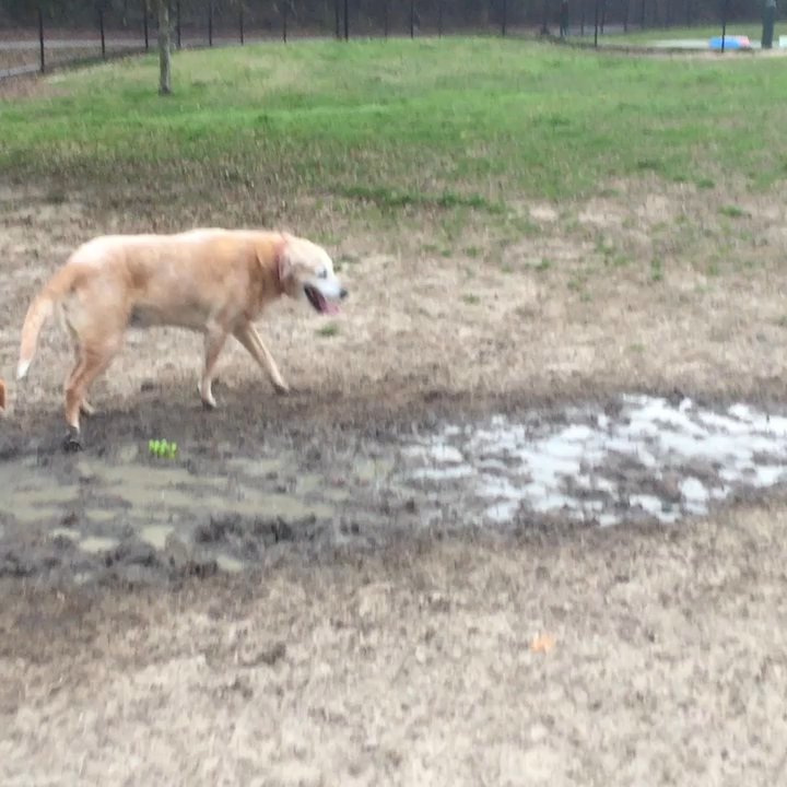 Forest Community Park - Ugh...this dog is about to be hitchhiking home! - Parks Near Me - Baton Rouge, Louisiana