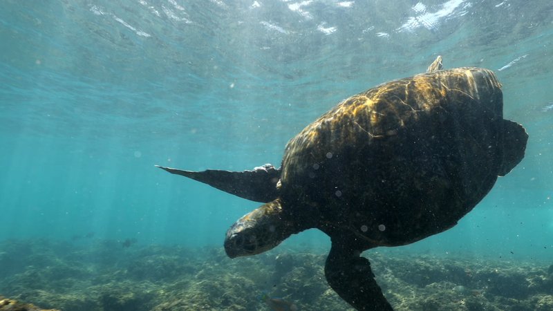 Green Sea Turtle poster