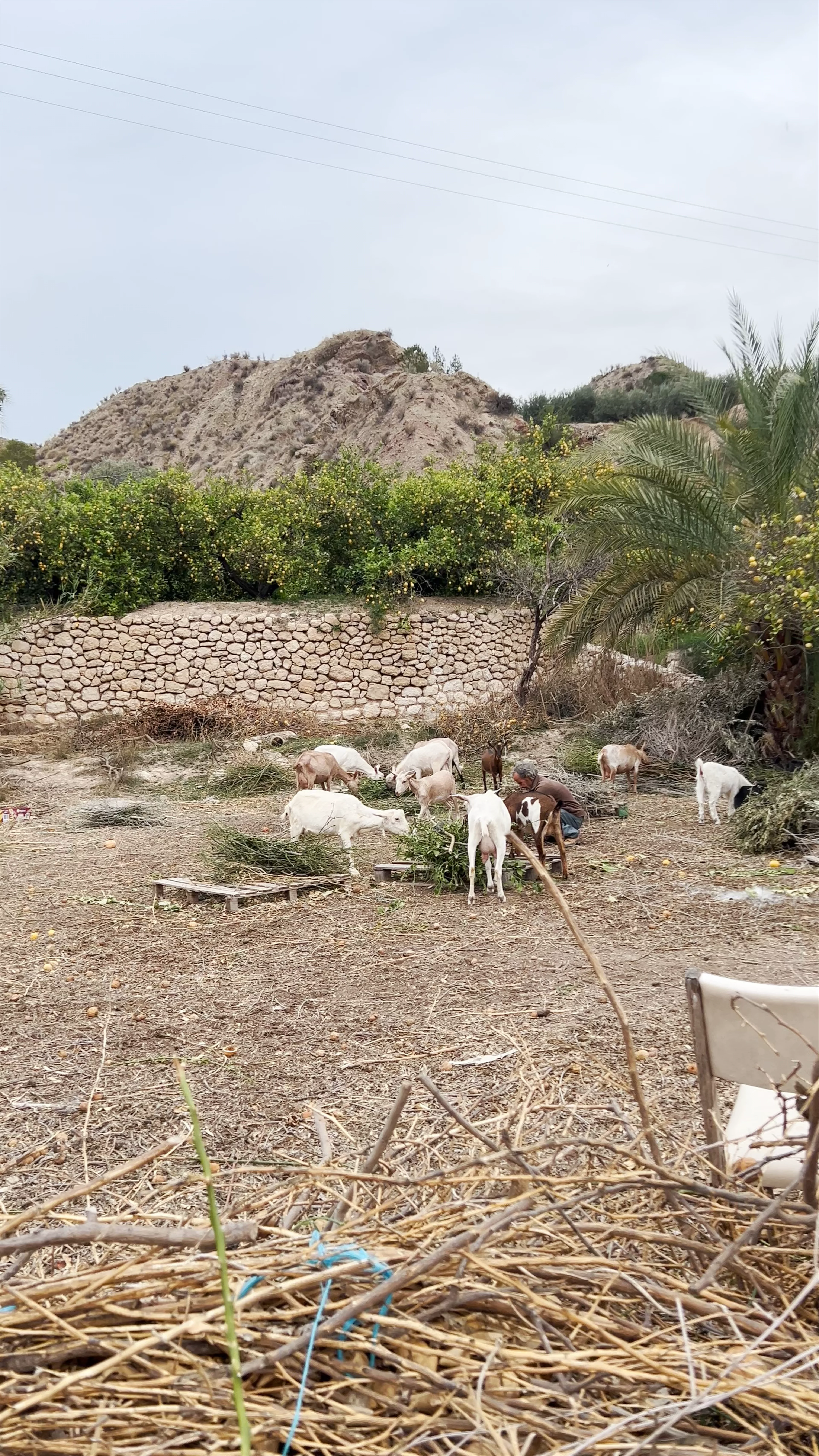 Paseo de las Palmeras, Ojós, Spain