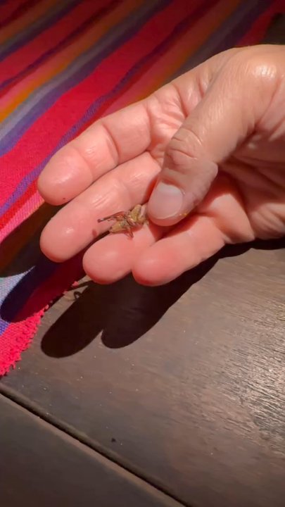 La Malinche - Quick video of me eating the cricket. - Cocktail Bars Near Me - Tulum, ROO