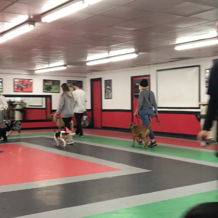 First Friends K-9 - First class for novice dogs - Pet Services Near Me - Fishers, Indiana