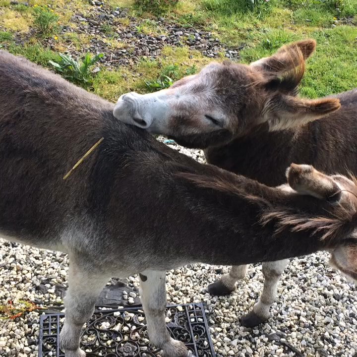 Skye Shepherd Huts - These are the two donkey visitors. - Bed & Breakfast Near Me - Broadford, HLD