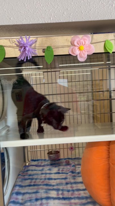 Petsense - Pet Stores Near Me - Middleburg, Florida