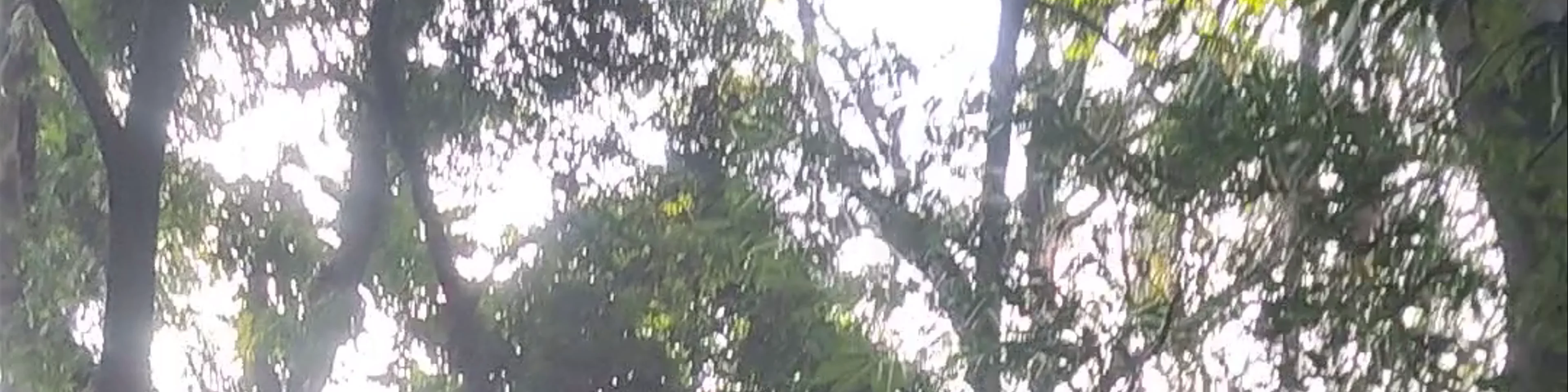 Parque Trianon - Peixoto Gomide Street - Cerqueira César