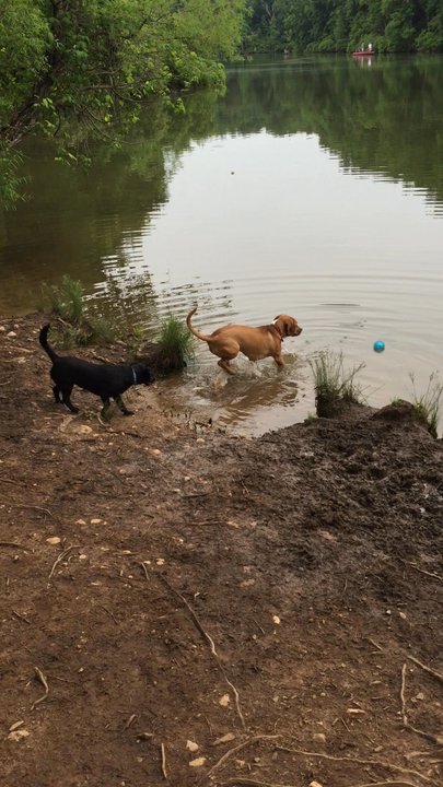 Chris Greene Lake - Hanging out at the dog park - Dog Parks Near Me - Charlottesville, Virginia