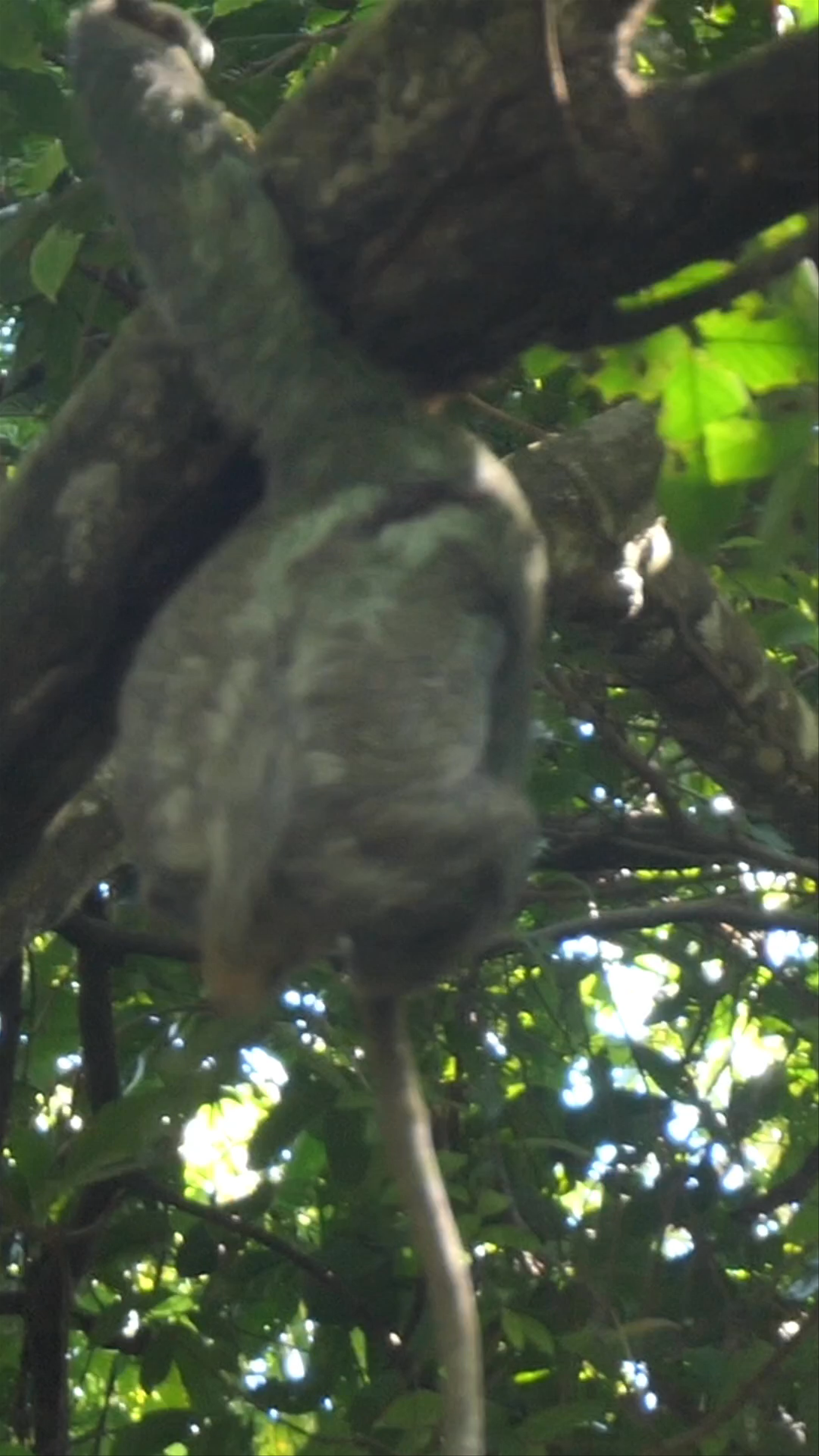 Sloth Encounter at Manuel Antonio National Park, Costa Rica