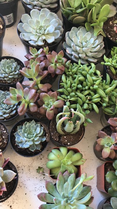 Jade & Clover - Home Decor Near Me - Dallas, Texas