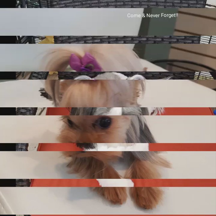 2S Dog House - Pet Groomers Near Me - Scarsdale, New York