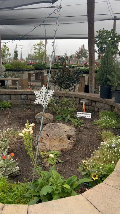 Delta Tree Farms - Garden inspiration - Nurseries & Gardening Near Me - Lodi, California