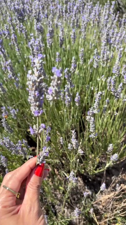 Araceli Farms - Attraction Farms Near Me - Dixon, California