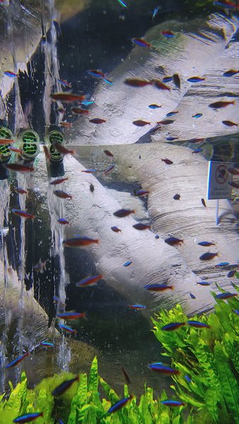Photo of Aqua Life