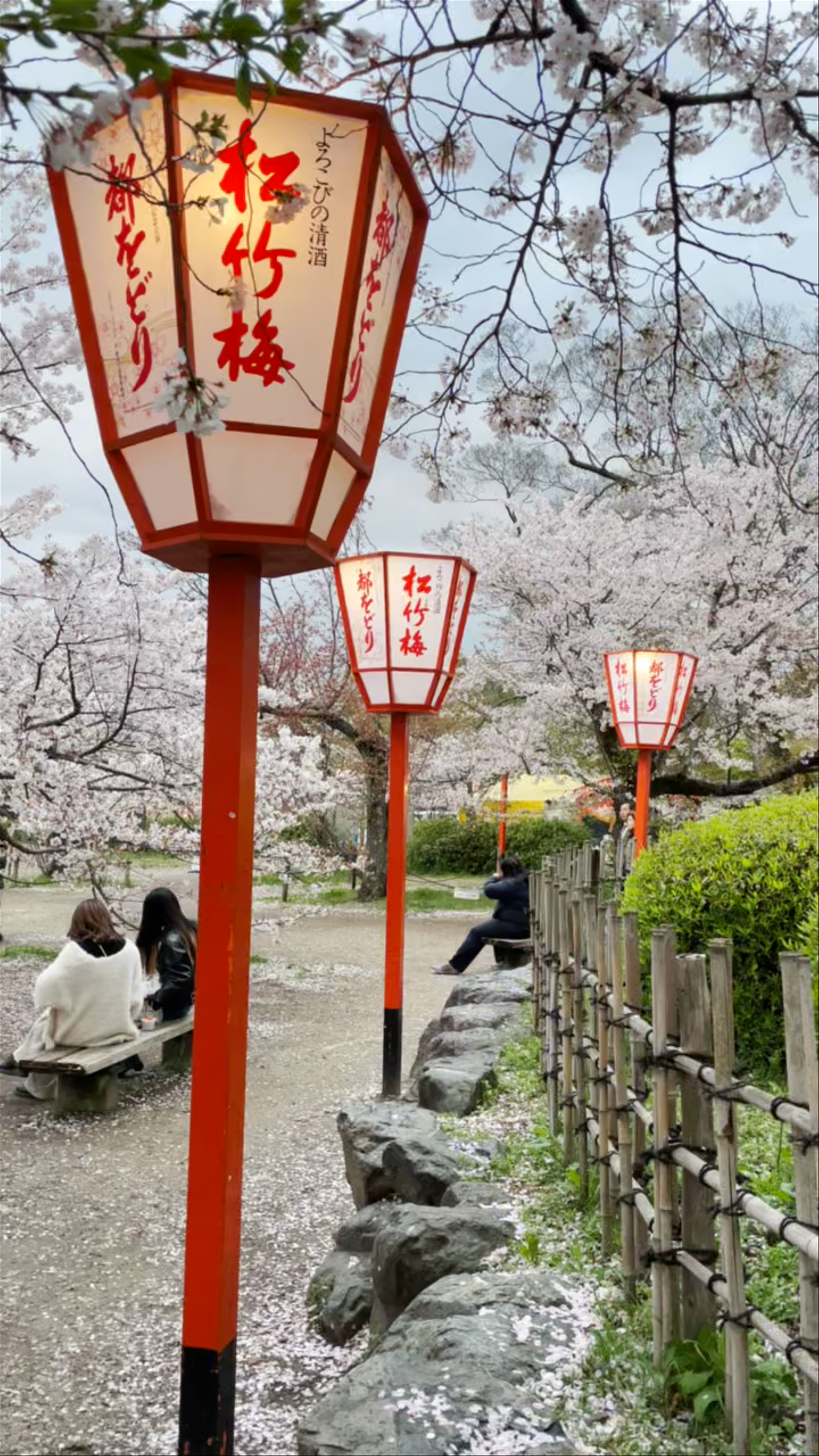 Cherry Blossom Serenity at Maruyama Park, Kyoto