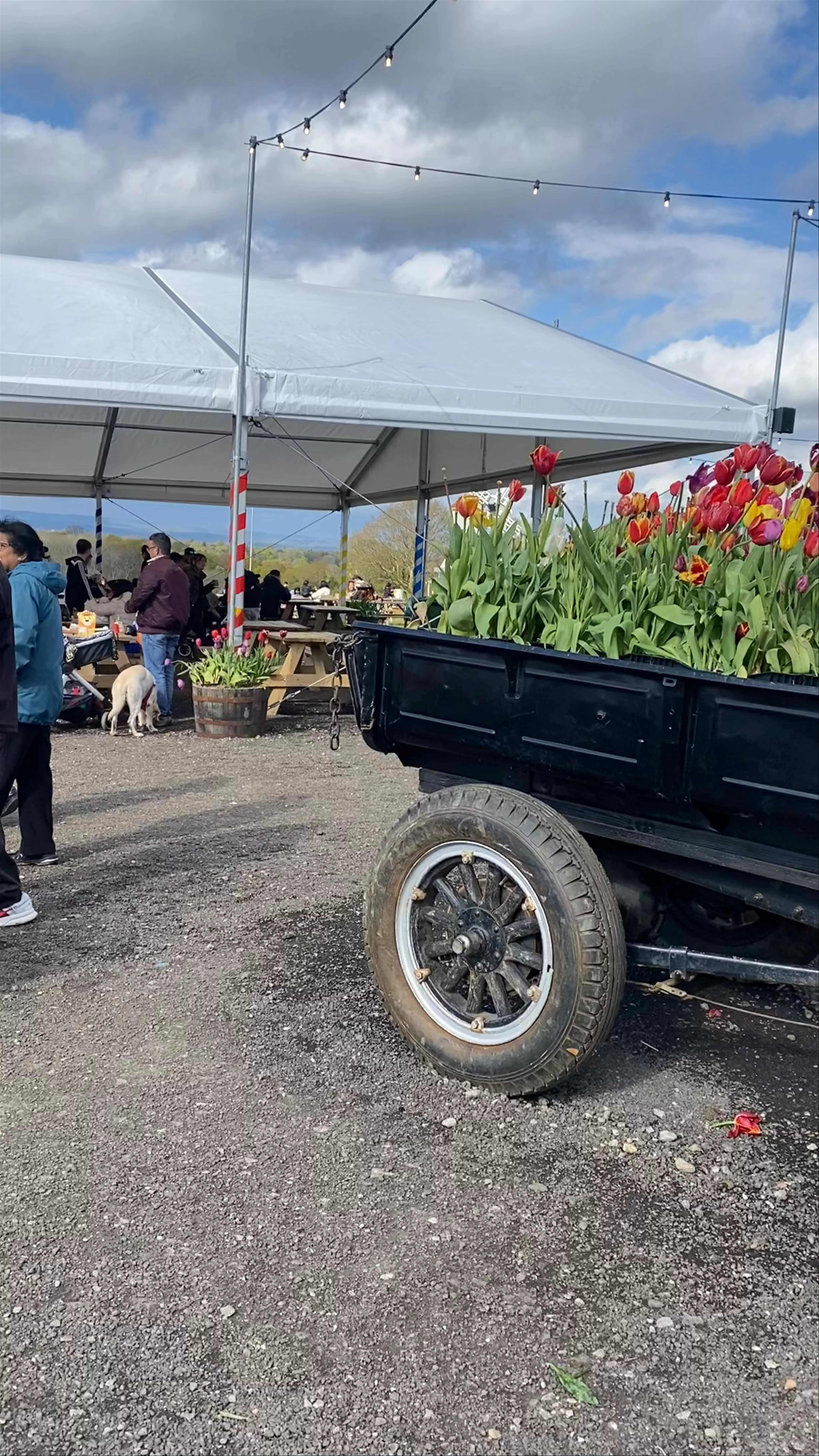 Tulleys Tulip Fest