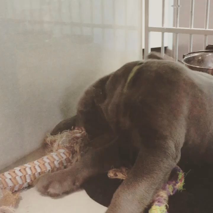 Animart Pet Store - Silver lab. "Adoption" fee is $1200. - Pet Stores Near Me - Madison, Wisconsin