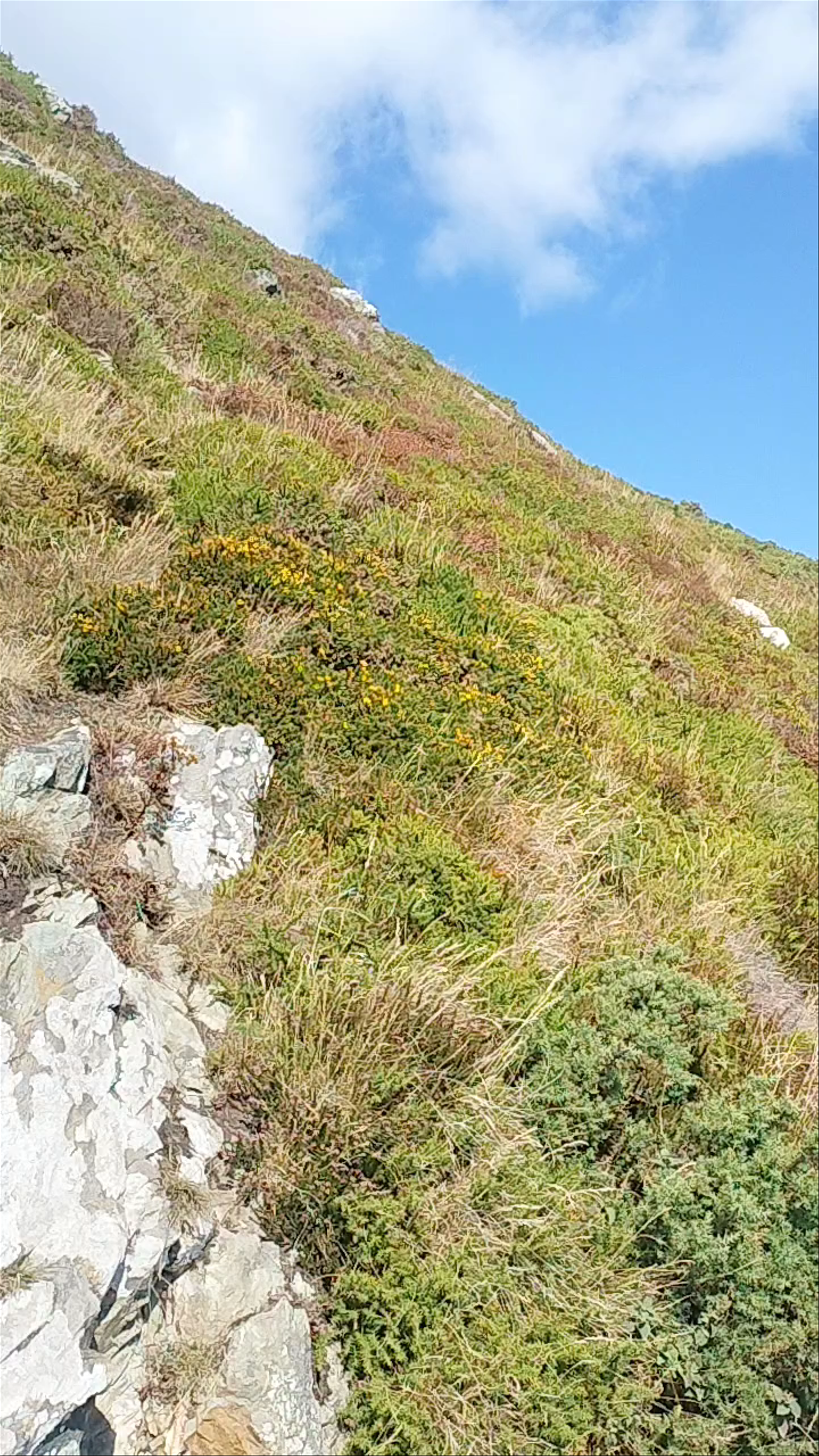 Howth Cliff Walk (Green Route)