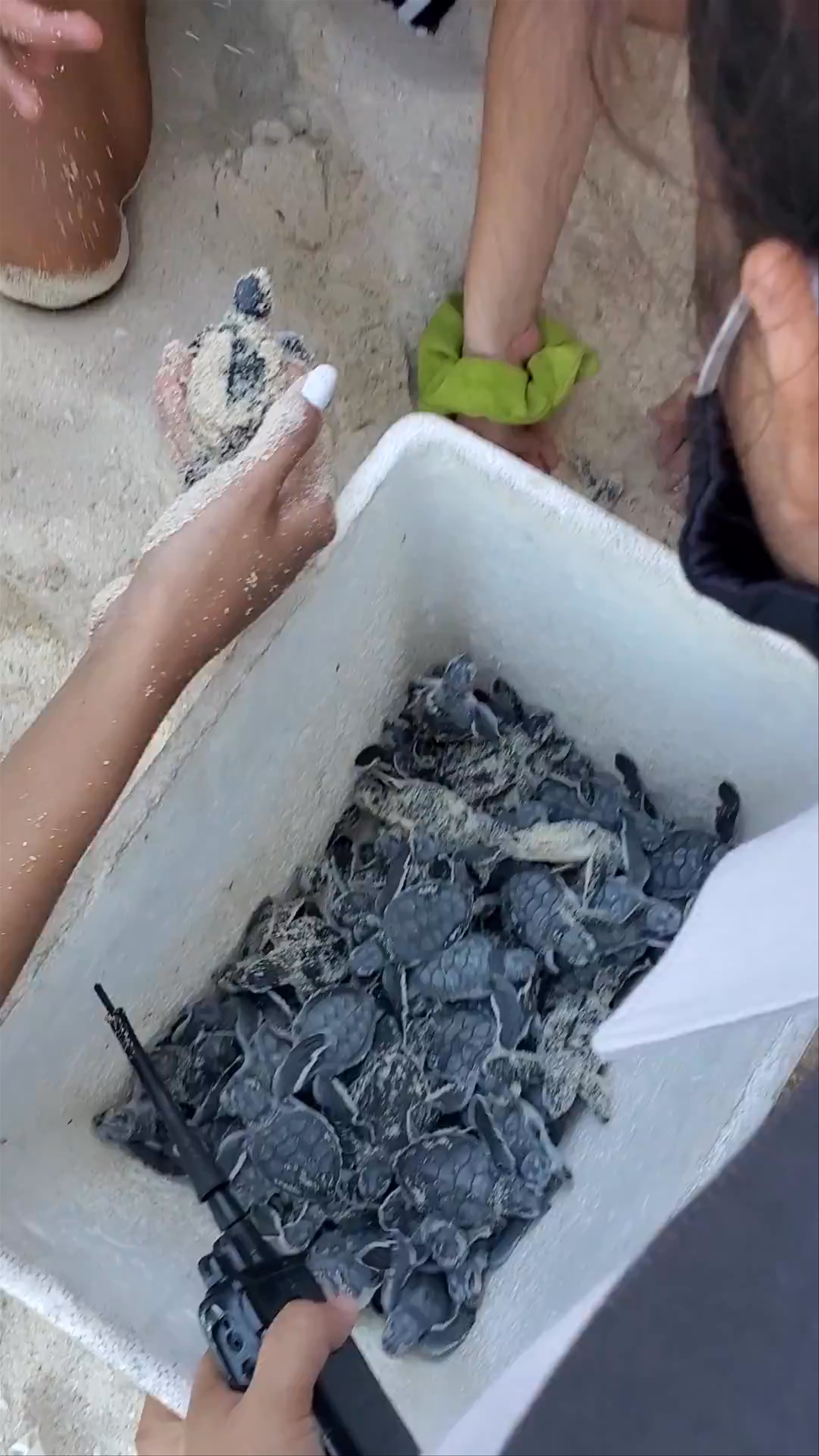 Baby Sea Turtle Release at Cancun Beach
