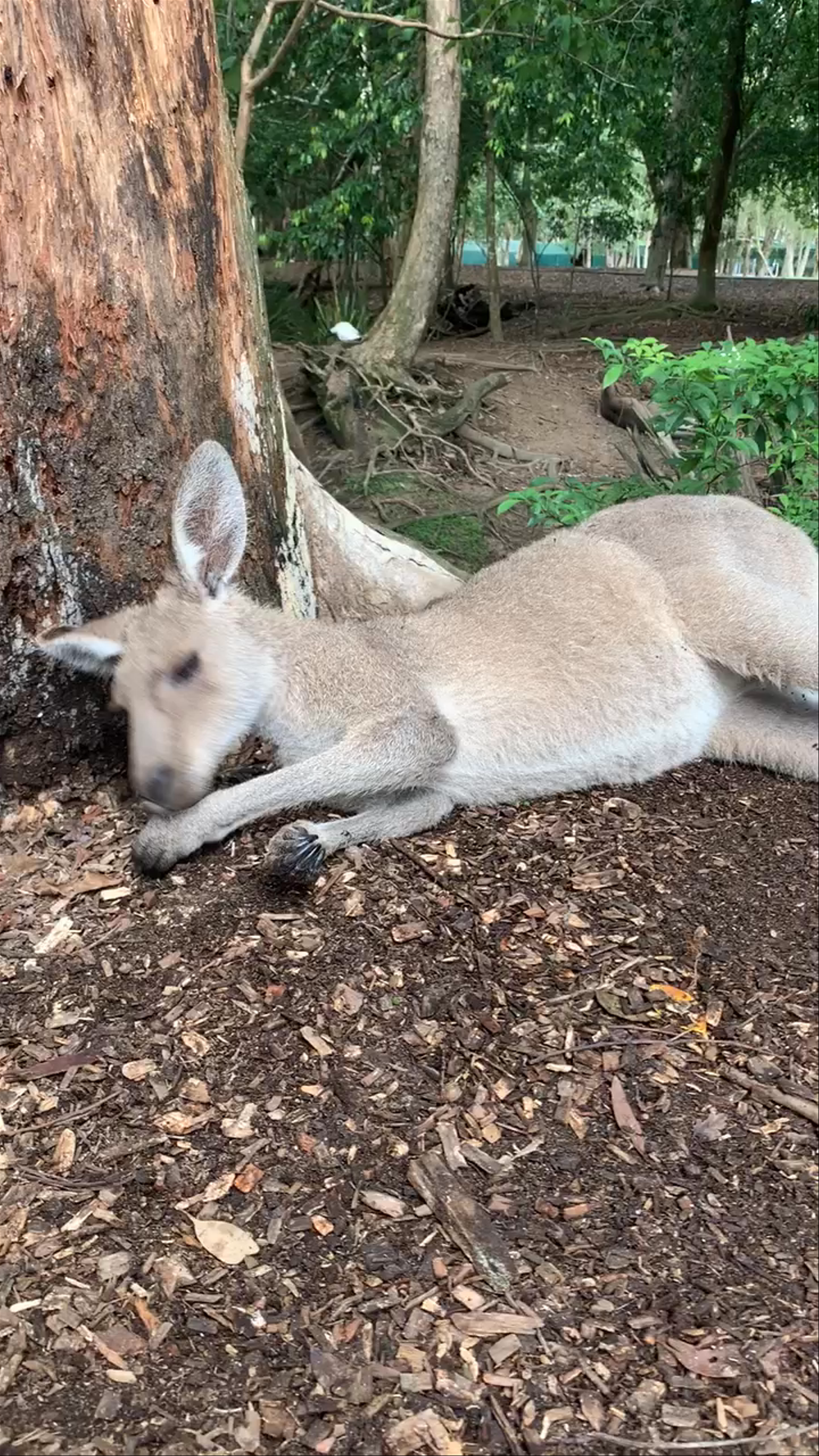 Australia Zoo