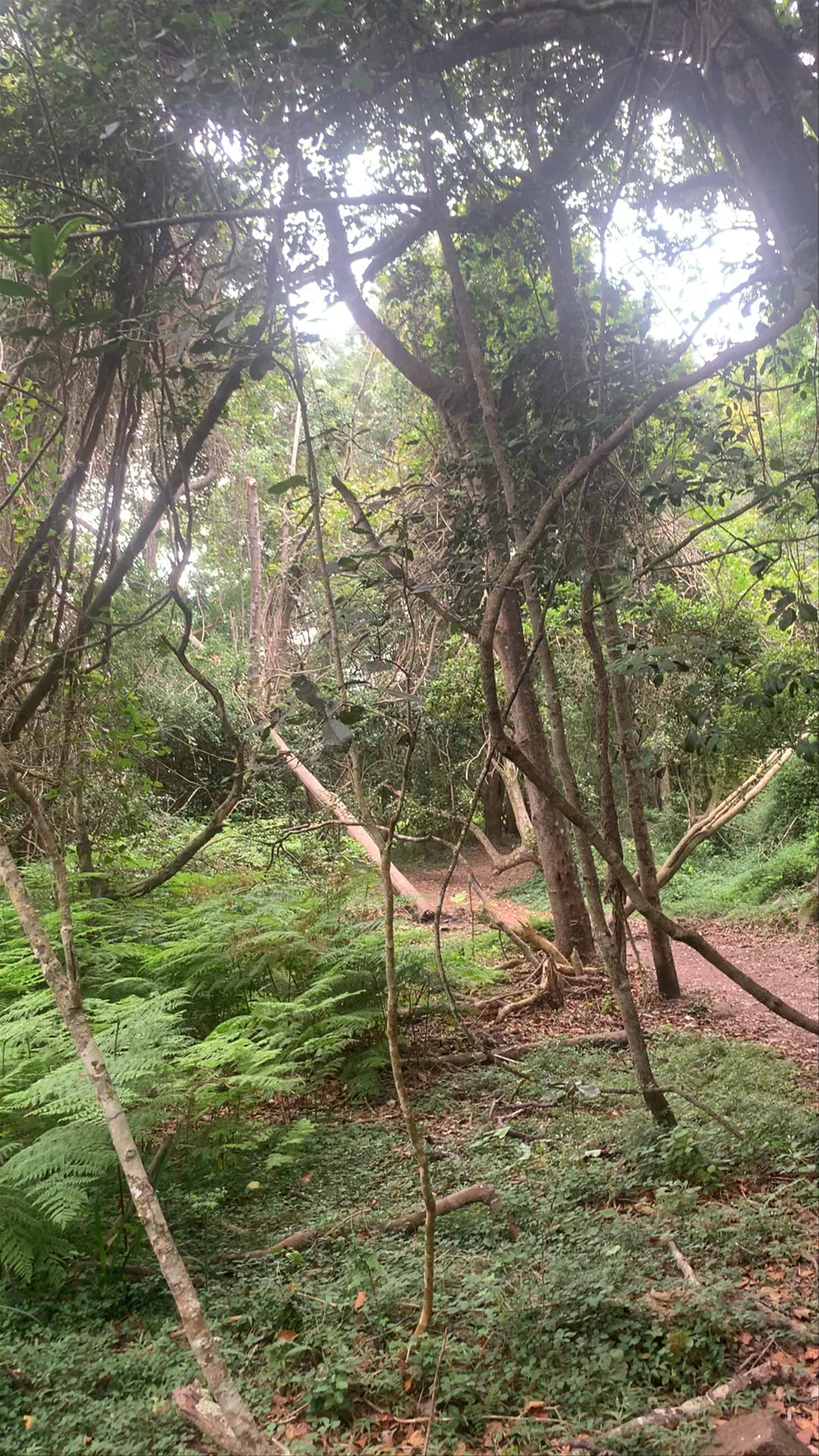 Half Collared Kingfisher Trail Gate (permit required)