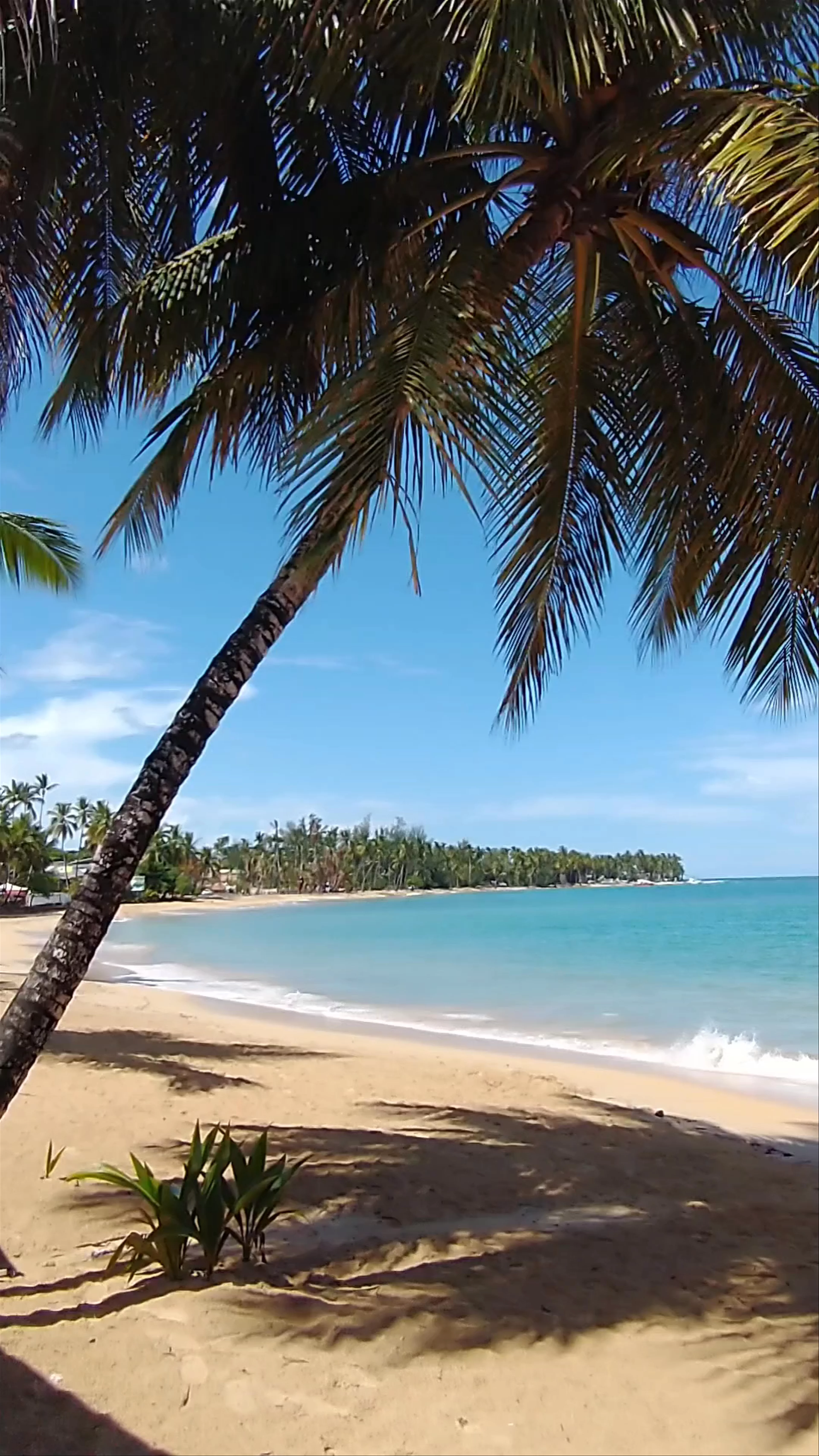 Playa Las Terrenas