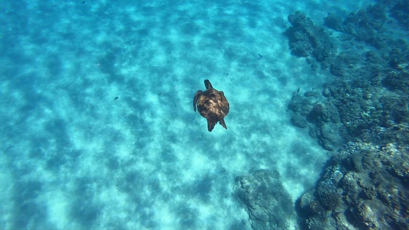 Green Sea Turtle poster