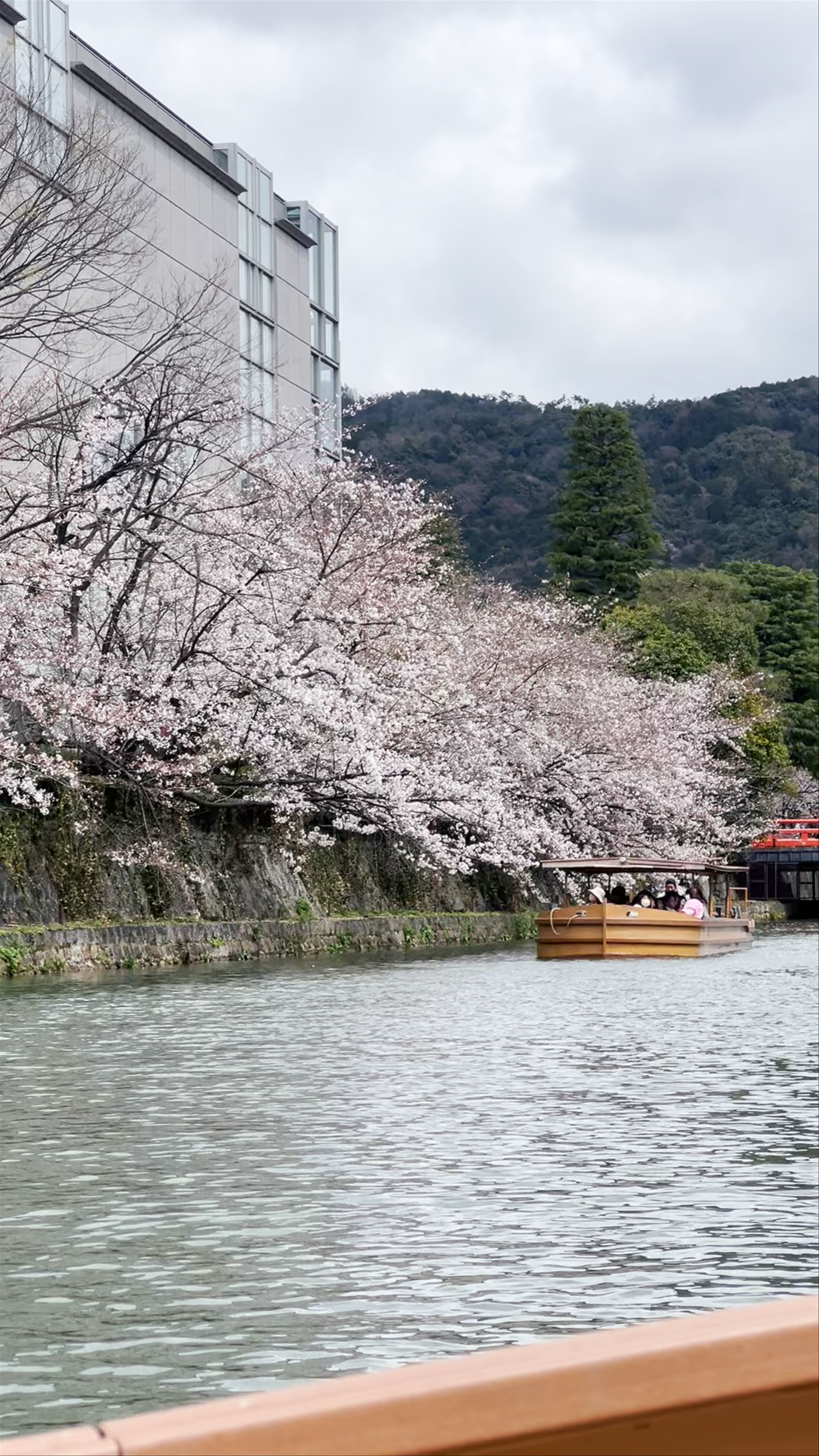 Springtime Serenity at Okazaki Park, Kyoto