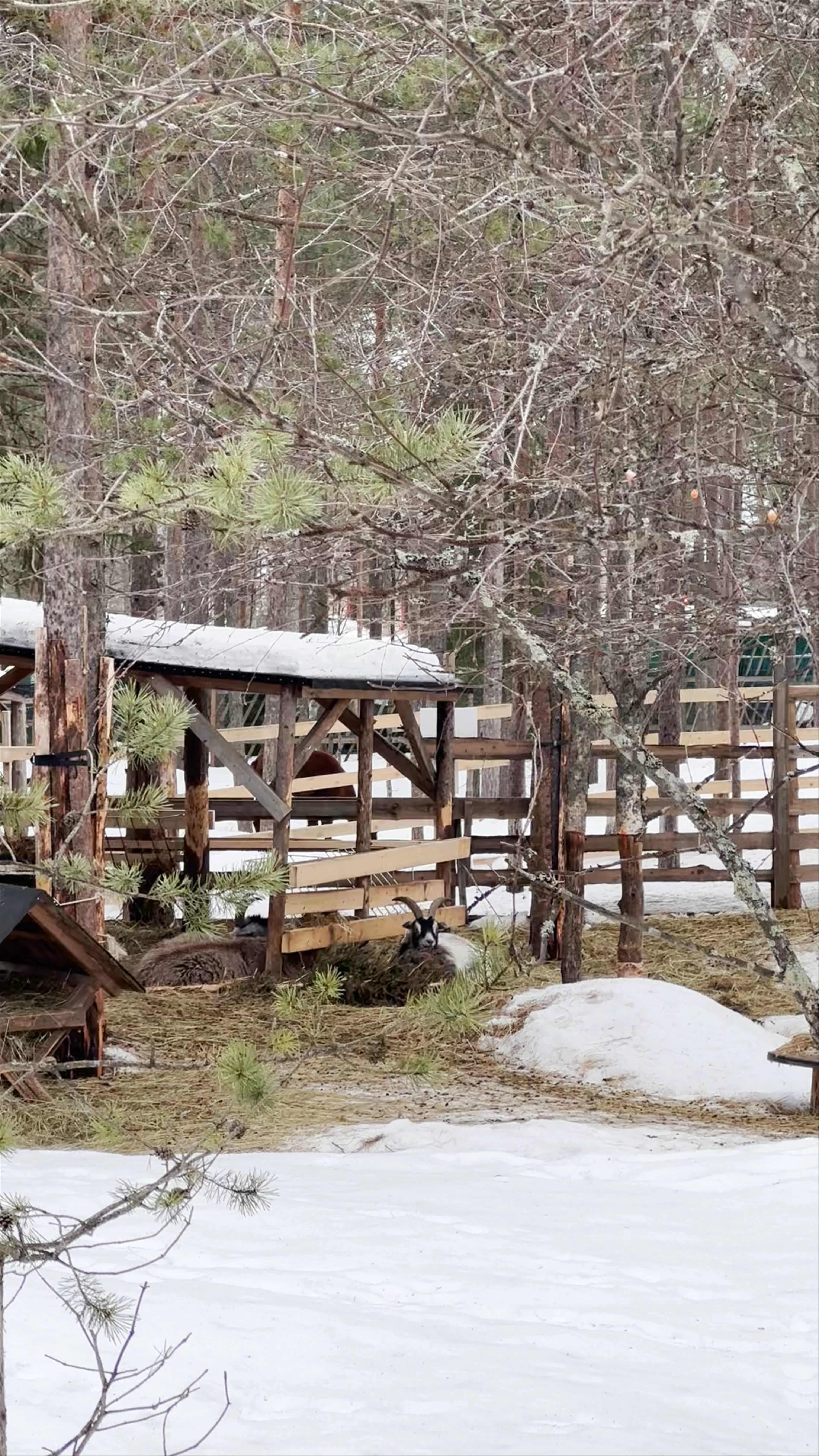 Santa's Pets, Pukinpolku