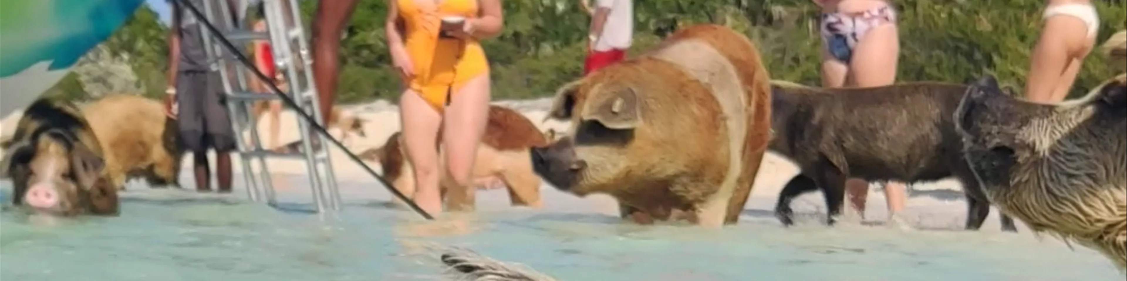Pig Beach