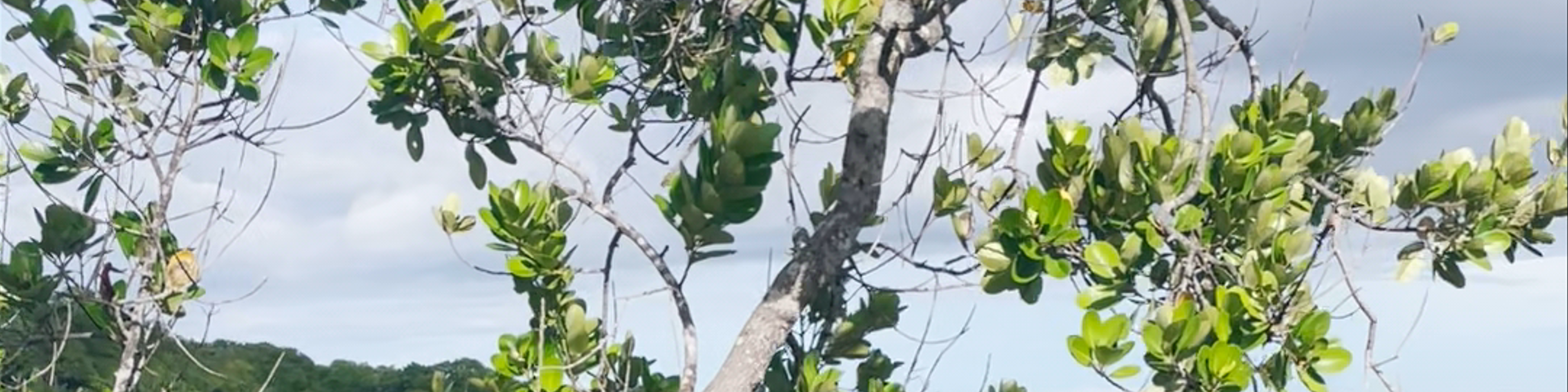 Siquijor