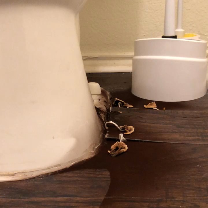 Property Frameworks - Property Frameworks left fungus/mold in my kids restroom for several months with no regards to their health. - Property Management Near Me - Plano, Texas