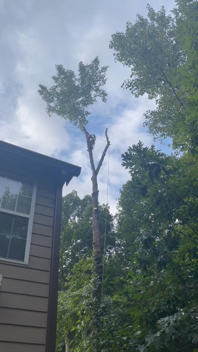 C&C Tree Service, LLC - Precision and accuracy! - Tree Services Near Me - Canton, Georgia