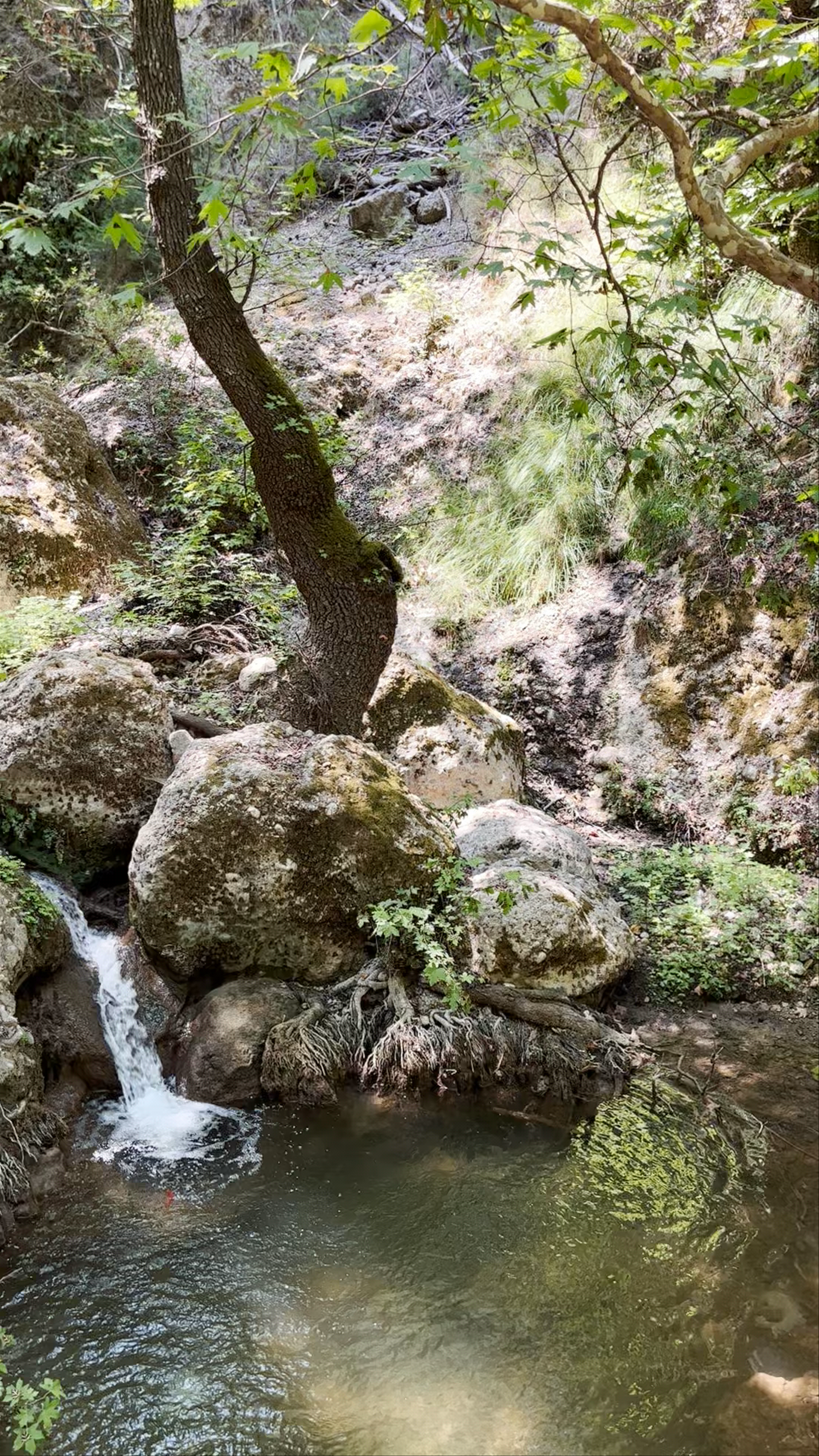 Butterflies Valley