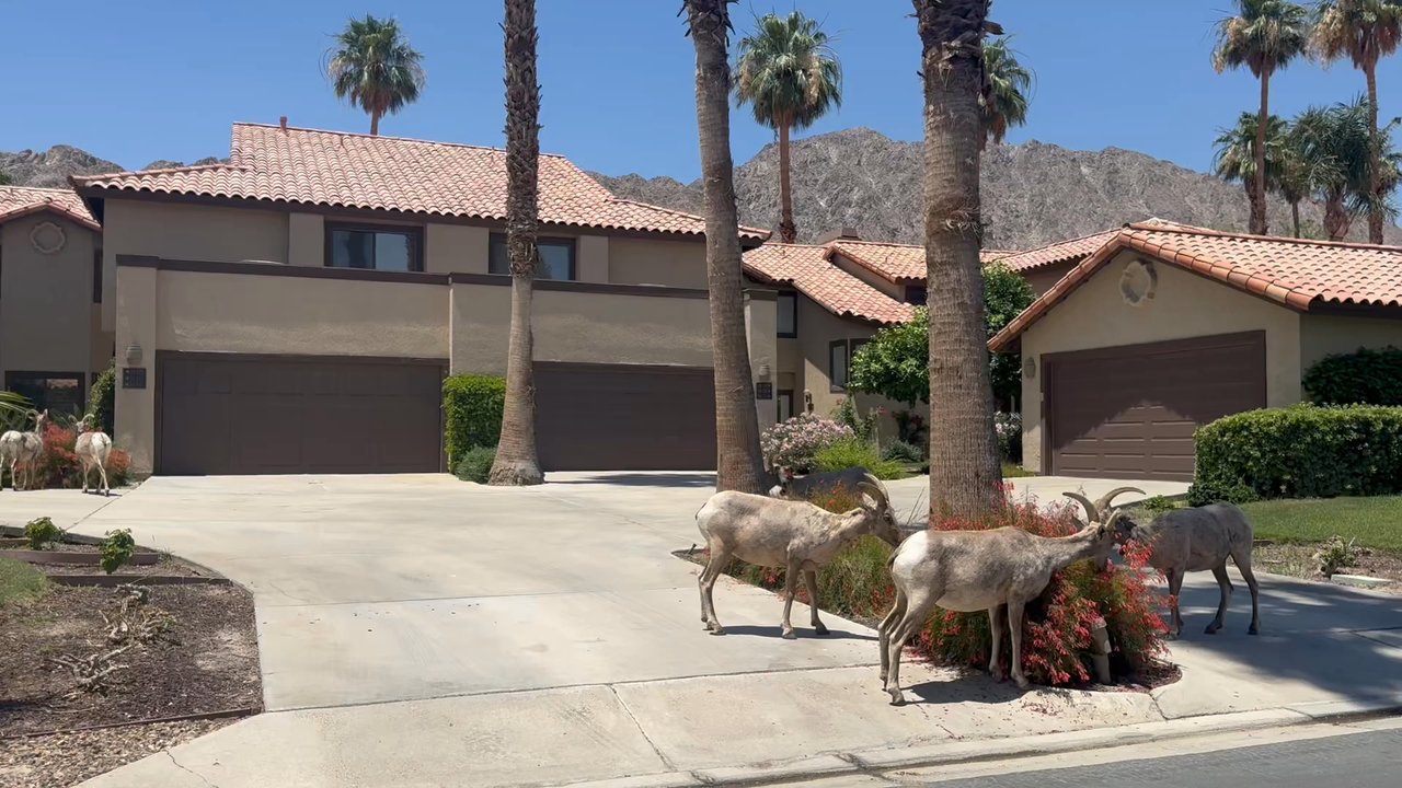 PGA West Stadium Course - Mountain Goats ? - Golf Near Me - La Quinta, California