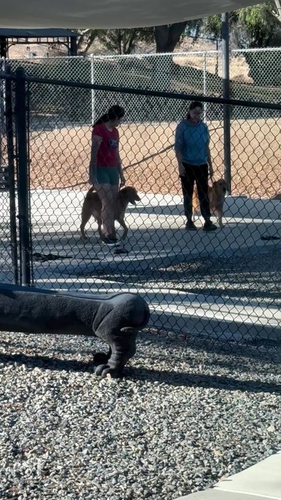 K9 Companions - Best trainers ever!!!! - Pet Training Near Me - Perris, California