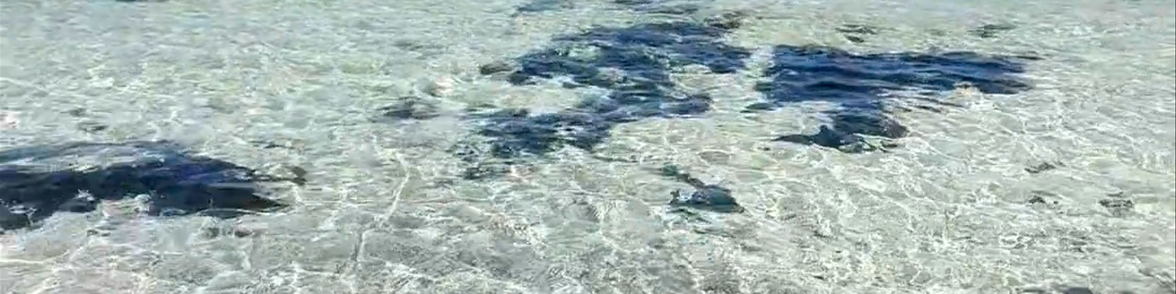 Playa Los Charcos III