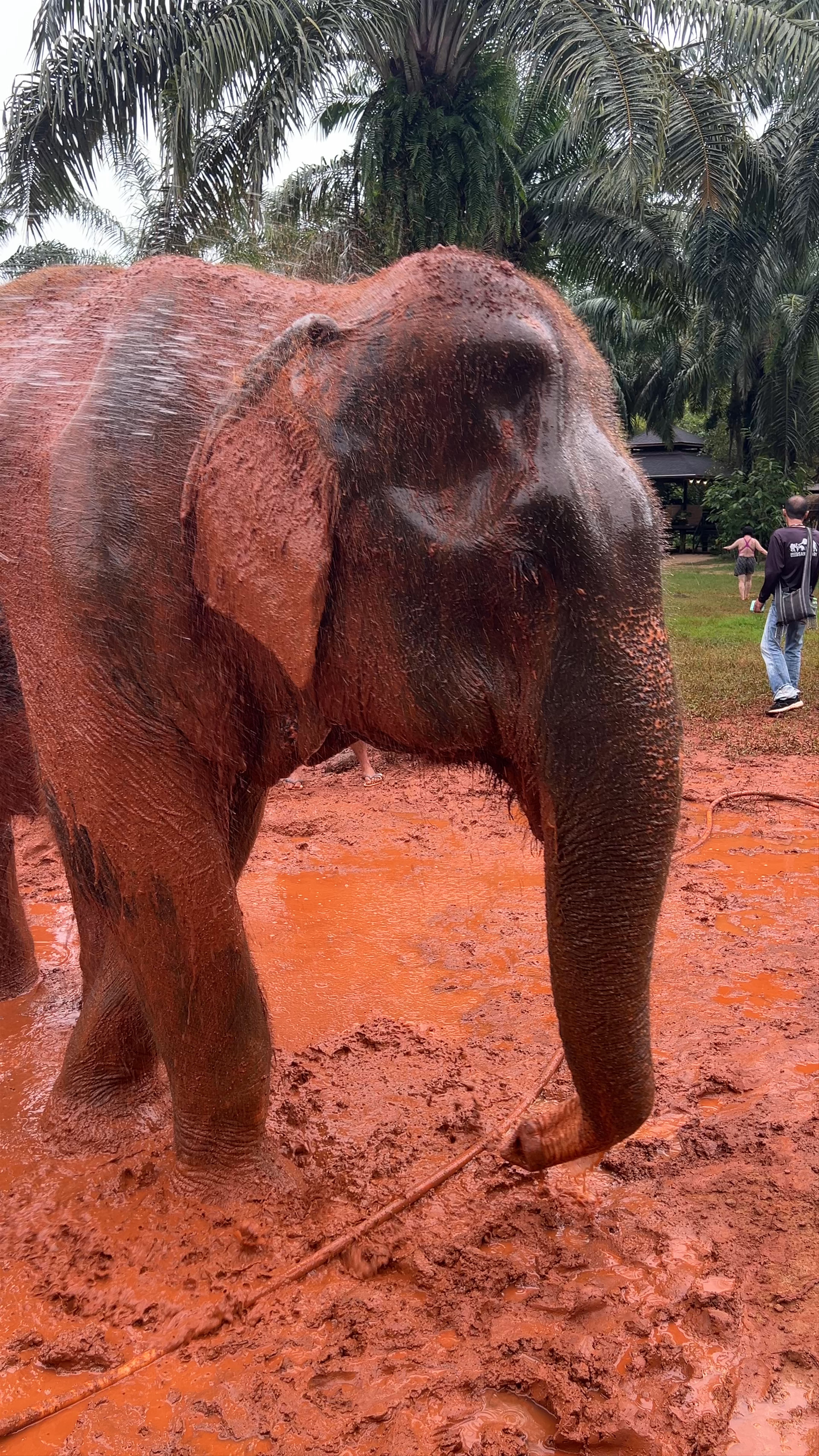Krabi Elephant Sanctuary Ao Luek Tai