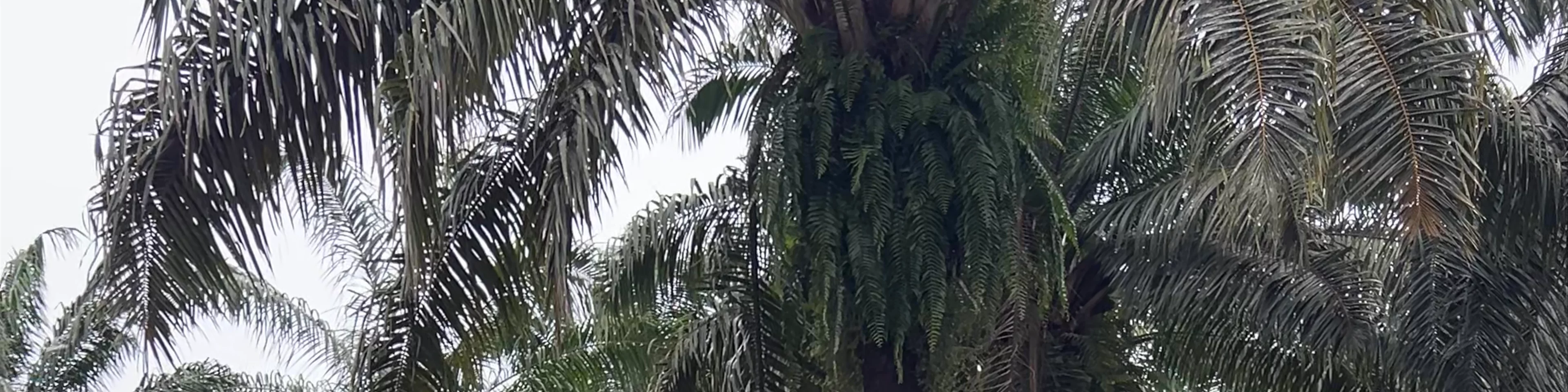 Krabi Elephant Sanctuary Ao Luek Tai