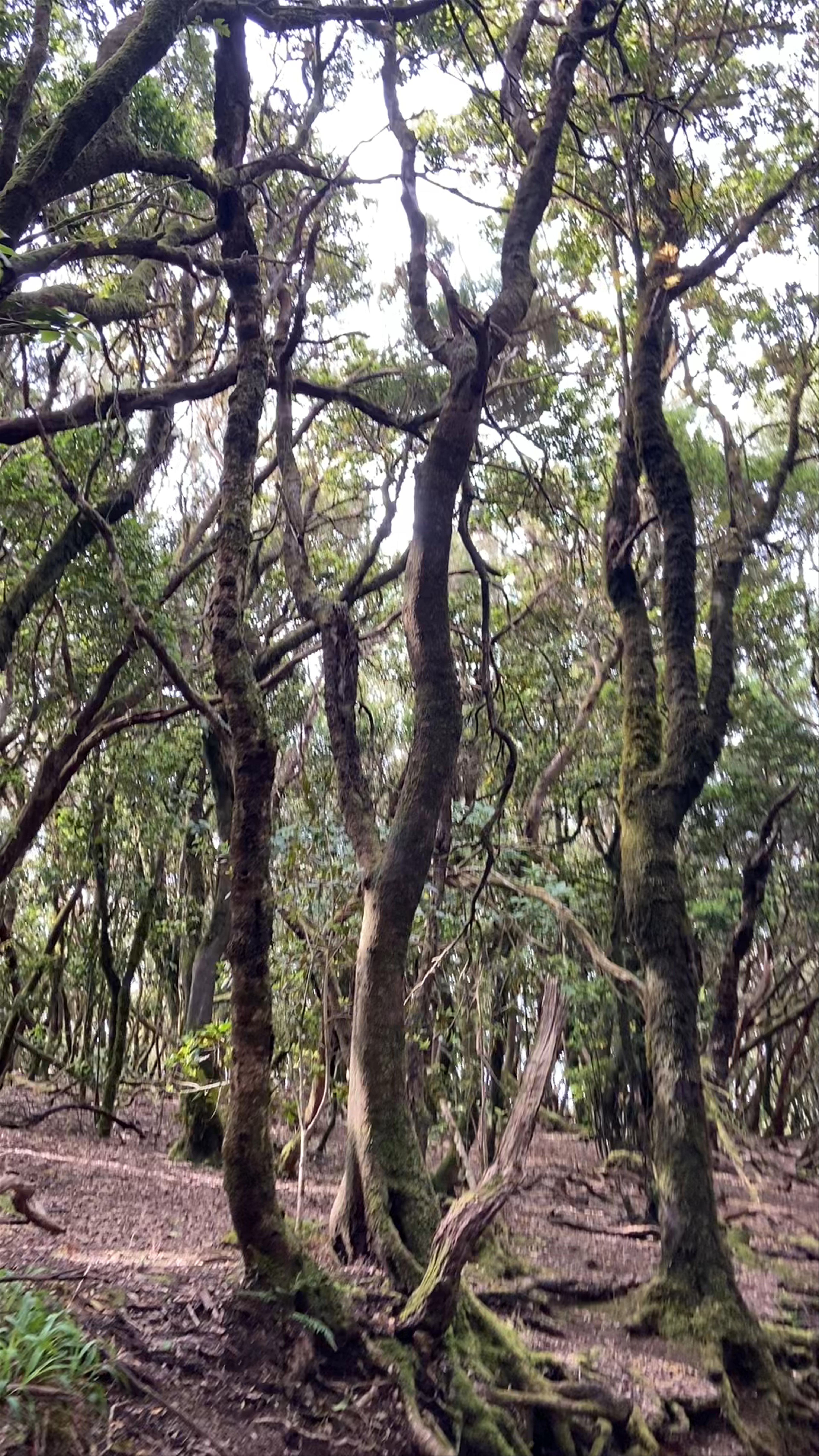 Exploring the Lush Forest Trails of Parque Rural de Anaga, La Laguna