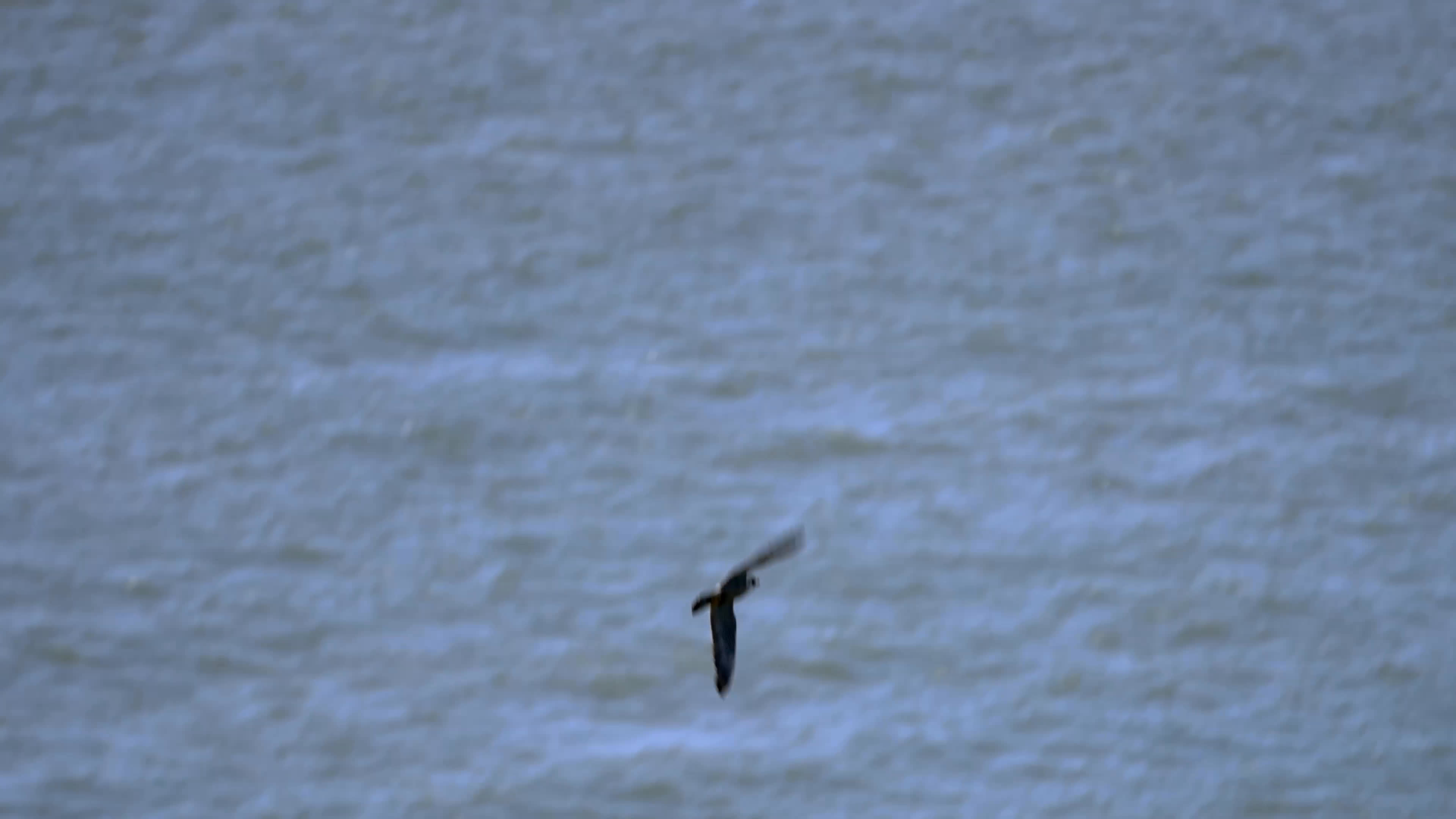 A parent falcon returns to feed its chicks among leafy nesting cover as a guide points out peregrines soaring over the water near Alcatraz. She tracks the birds with binoculars along the island’s coastal walkway.