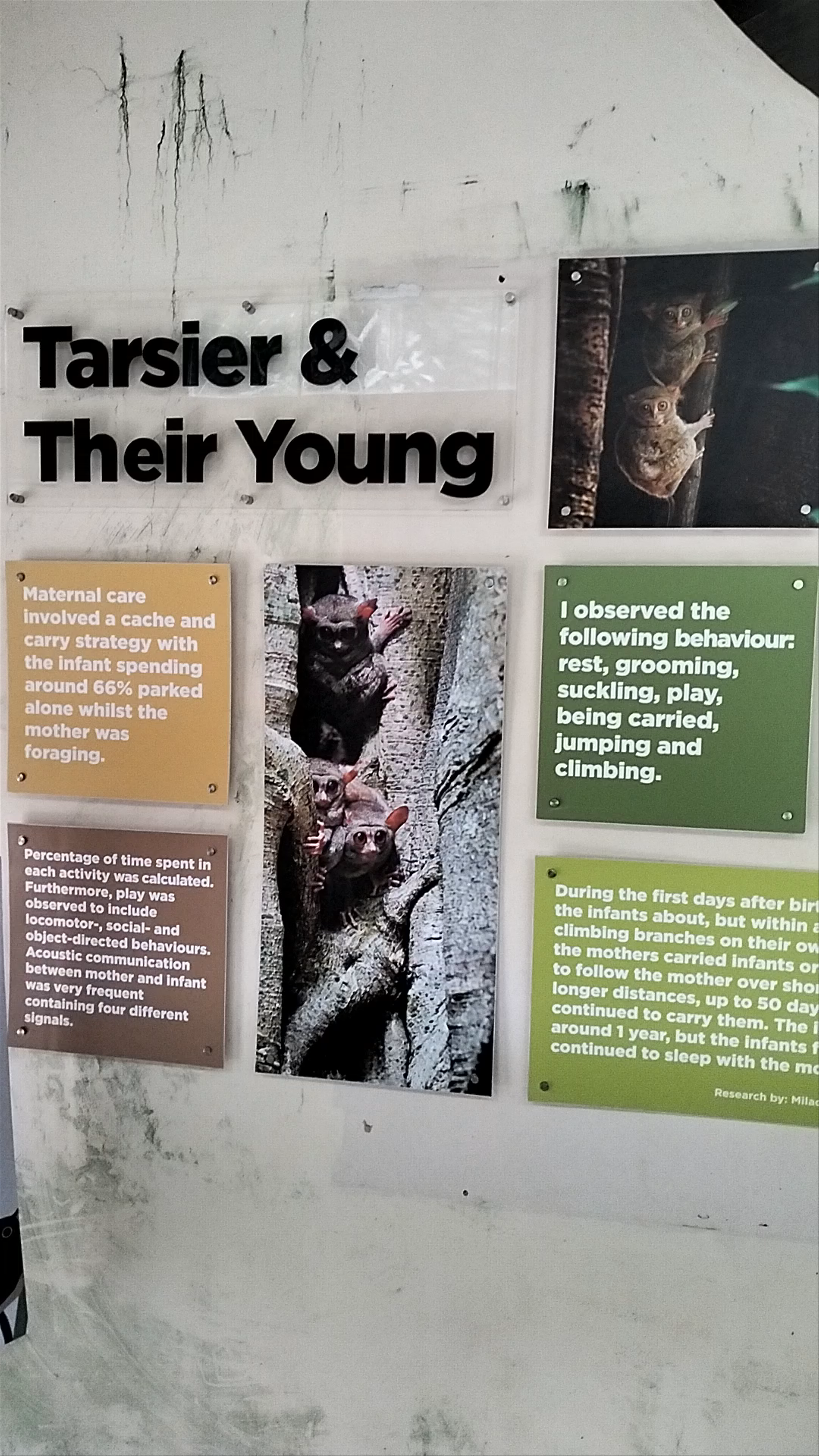 Philippine Tarsier Sanctuary