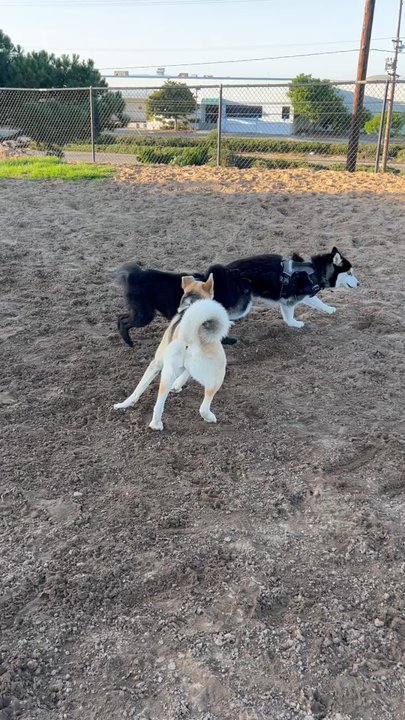 El Segundo Dog Park - Dog Parks Near Me - El Segundo, California