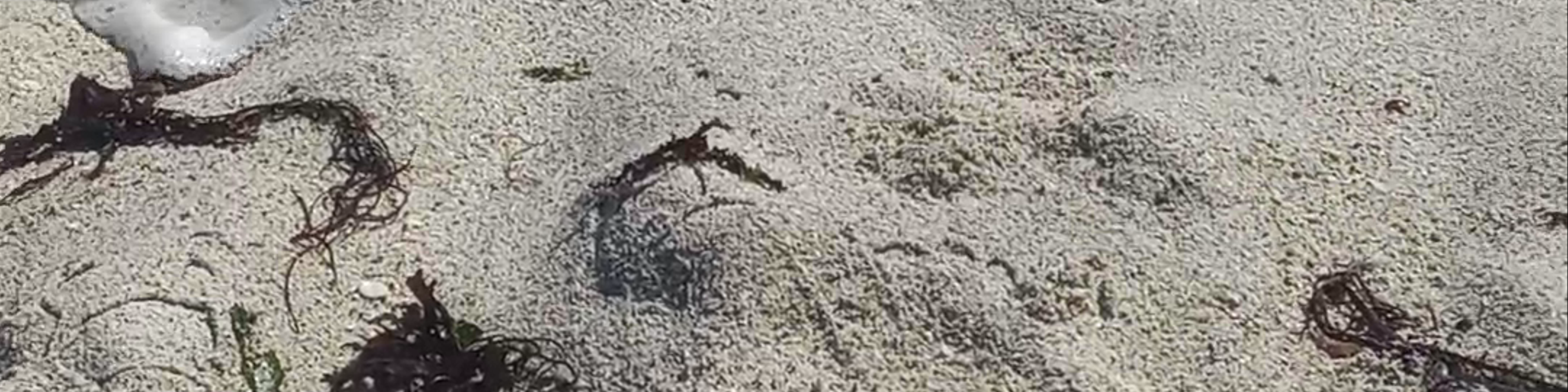 Atacama