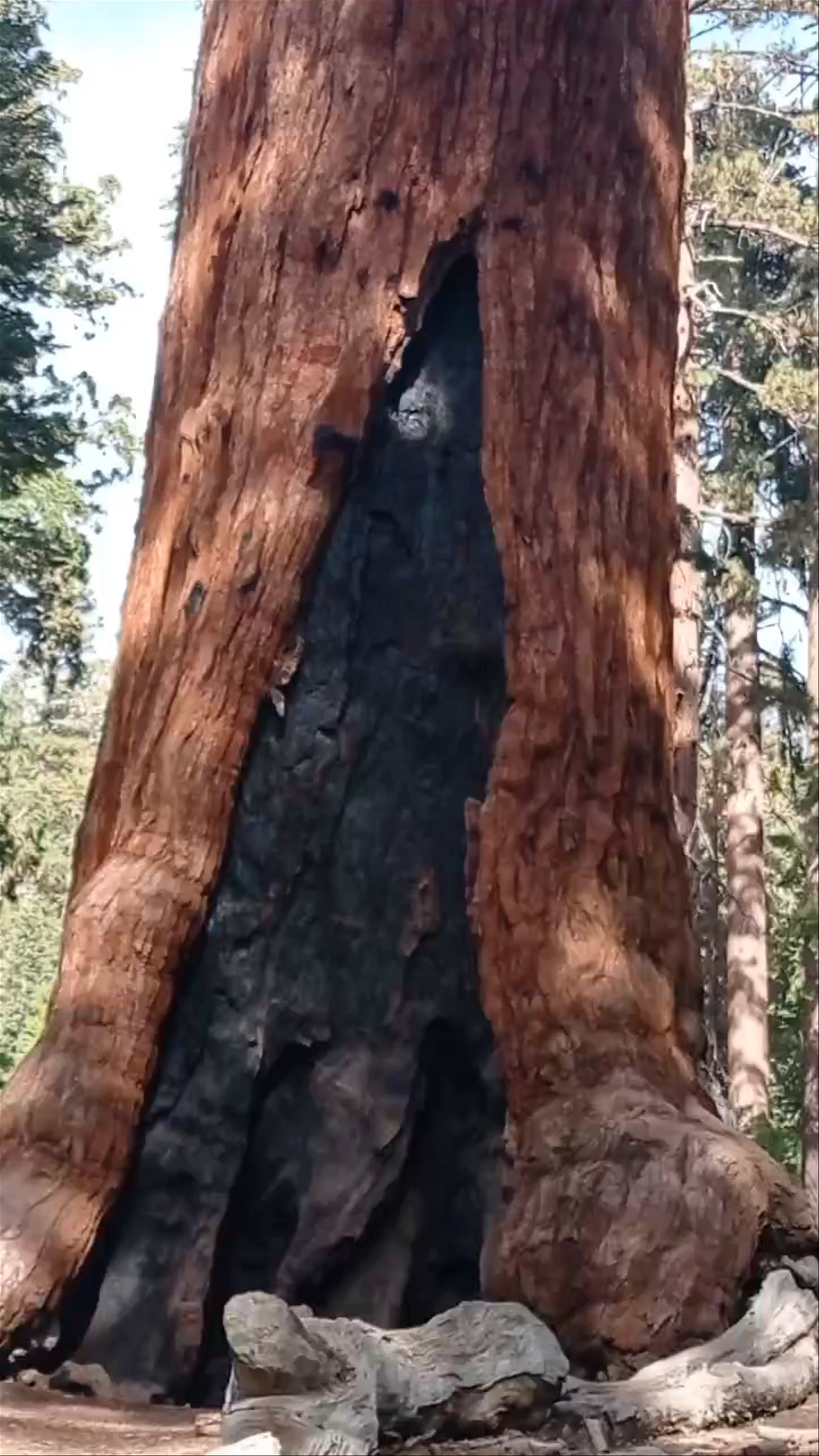 Grizzly Giant, Mariposa Grove Trail