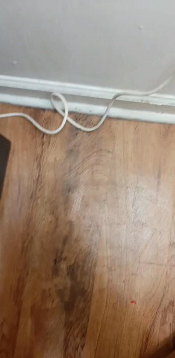 Shamrock Motel - Roaches and bedbugs and workers are disrespectful - Hotels Near Me - Dover, Delaware