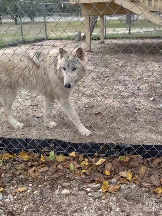 Shadowland Foundation - 8 month pups - Community Service/Non-Profit Near Me - Lake Hughes, California