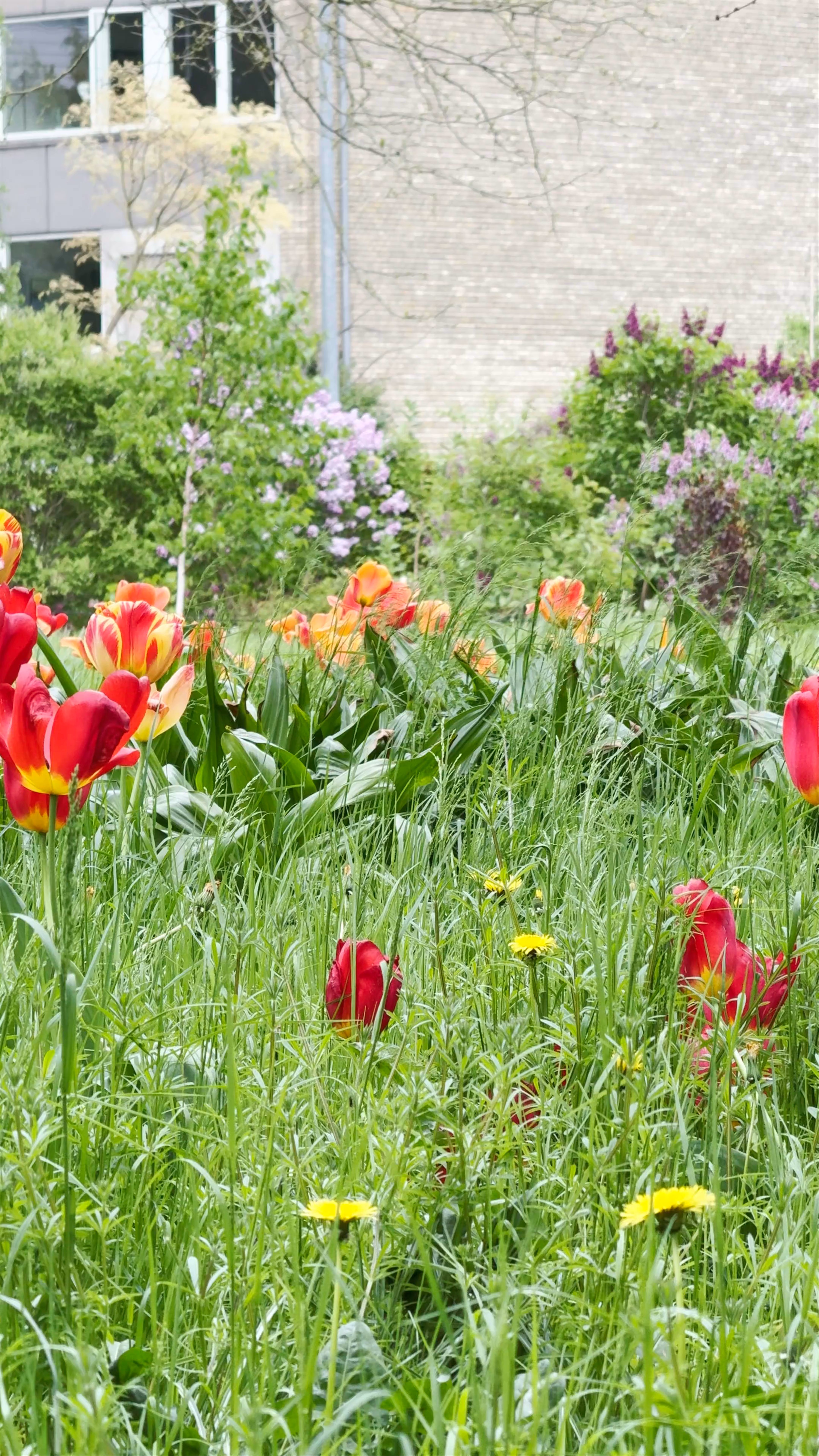 Spring Blooms at Landbohøjskolens Have, Frederiksberg