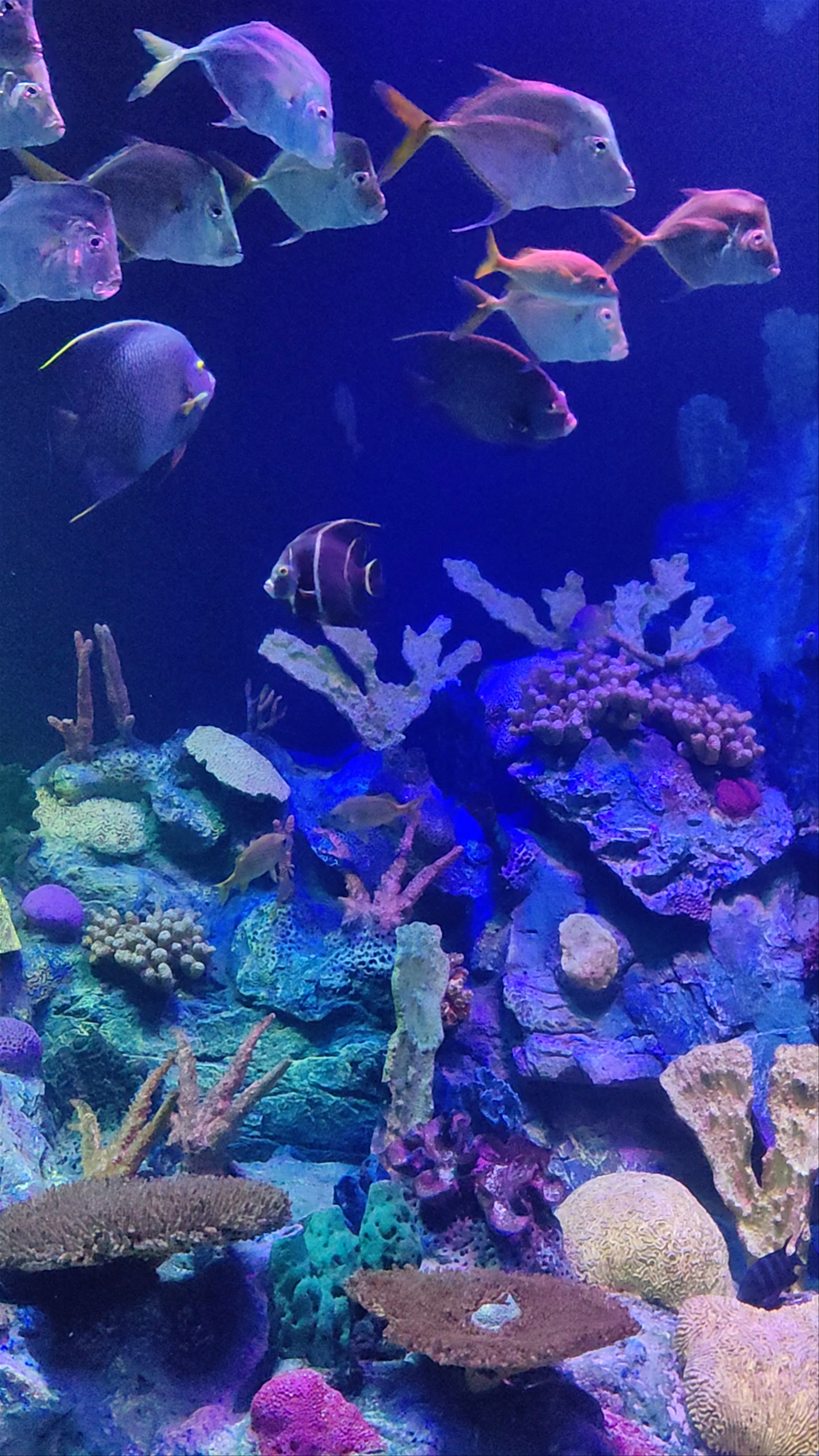 Acuario