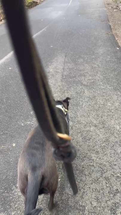 K9 Connection - Going up hills in Chestnut Ridge - Pet Training Near Me - Buffalo, New York