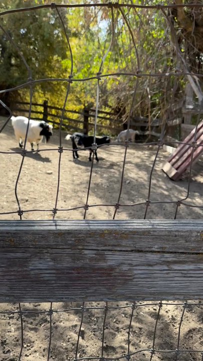 Riley's Apple Farm - Goats - Pick Your Own Farms Near Me - Yucaipa, California