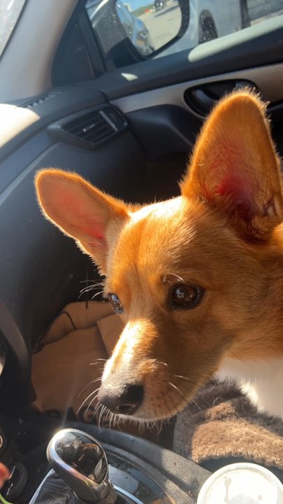 Starbucks - pupcup treat this Sunday am for my Archiekins! - Coffee & Tea Near Me - Austin, Texas